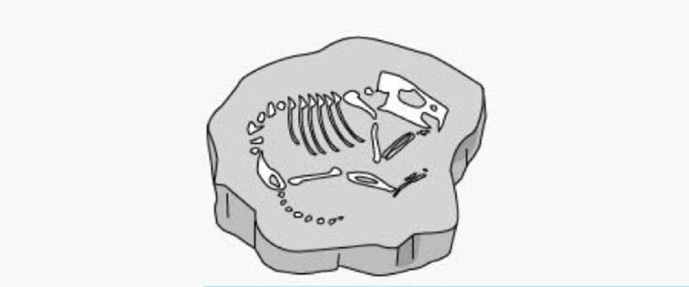 Eksempelbilde for visuell bias med fossil av et lite dyr